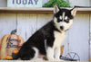 AKC Registered Siberian Husky For Sale Millersburg, OH Male- Max