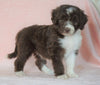 Aussiedoodle For Sale Baltic, OH Female- Barbie