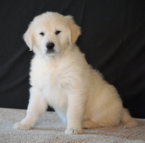 AKC English Creme Golden Retriever For Sale Fredericksburg, OH Male - Buster