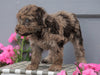 Mini Aussiedoodle For Sale Wooster, OH Female- Callie