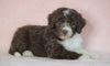 Aussiedoodle For Sale Baltic, OH Female- Barbie