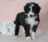 Aussiedoodle For Sale Baltic, OH Male- Cameron