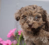 Mini Aussiedoodle For Sale Wooster, OH Female- Callie