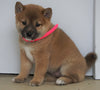 AKC Registered Shiba Inu For Sale Dundee, OH Female- Missy