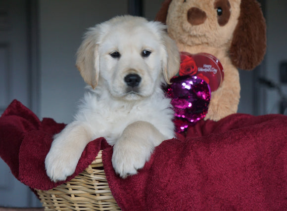 AKC Registered Golden Retrievers For Sale Shreve, OH Male - Tucker