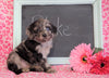 Cockapoo Puppy For Sale Millersburg, OH Male- Blake
