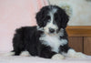 Aussiedoodle For Sale Baltic, OH Male- Cameron