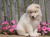 AKC Registered Samoyed Puppy For Sale Holmesville, OH Female- Sasha