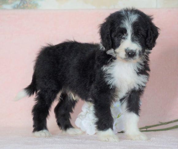 Aussiedoodle For Sale Baltic, OH Male- Cameron