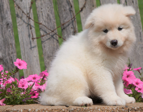 AKC Registered Samoyed Puppy For Sale Holmesville, OH Female- Sasha