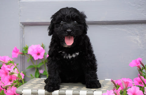 Mini Aussiedoodle For Sale Wooster, OH Male- Donnie