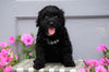Mini Aussiedoodle For Sale Wooster, OH Male- Donnie