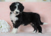 Aussiedoodle For Sale Baltic, OH Male- Cameron