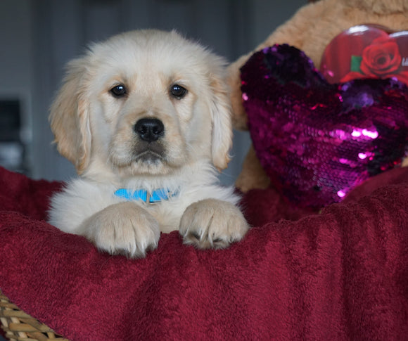 AKC Registered Golden Retrievers For Sale Shreve, OH Male - Tye