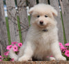 AKC Registered Samoyed Puppy For Sale Holmesville, OH Female- Samantha