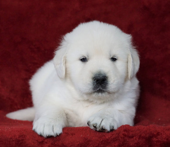 AKC Registered English Cream Golden Retriever For Sale Fredericksburg, OH Male- Hugo