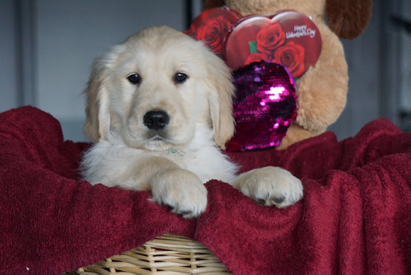 AKC Registered Golden Retrievers For Sale Shreve, OH Male - Tanner