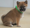 AKC Registered Shiba Inu For Sale Dundee, OH Male- Mister