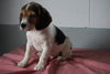 Beagle Puppy For Sale Baltic Ohio Female Suzie