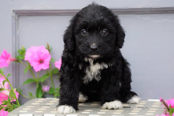 Mini Aussiedoodle For Sale Wooster, OH Female- Izzy