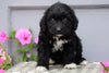 Mini Aussiedoodle For Sale Wooster, OH Female- Izzy