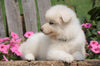 AKC Registered Samoyed Puppy For Sale Holmesville, OH Female- Samantha