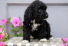 Mini Aussiedoodle For Sale Wooster, OH Female- Izzy