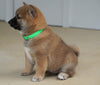 AKC Registered Shiba Inu For Sale Dundee, OH Male- Mister