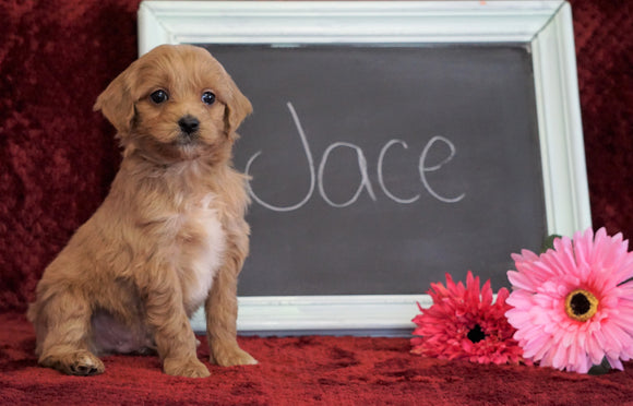 Cockapoo Puppy For Sale Millersburg, OH Male- Jace