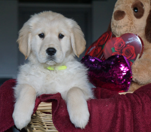 AKC Registered Golden Retrievers For Sale Shreve, OH Female - Gina