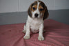 Beagle Puppy For Sale Baltic Ohio Female Sally