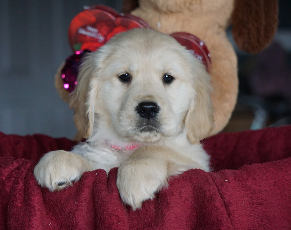 AKC Registered Golden Retrievers For Sale Shreve, OH Female - Maggie