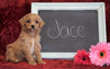 Cockapoo Puppy For Sale Millersburg, OH Male- Jace