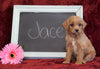 Cockapoo Puppy For Sale Millersburg, OH Male- Jace
