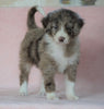 Aussiedoodle For Sale Baltic, OH Female- Karla