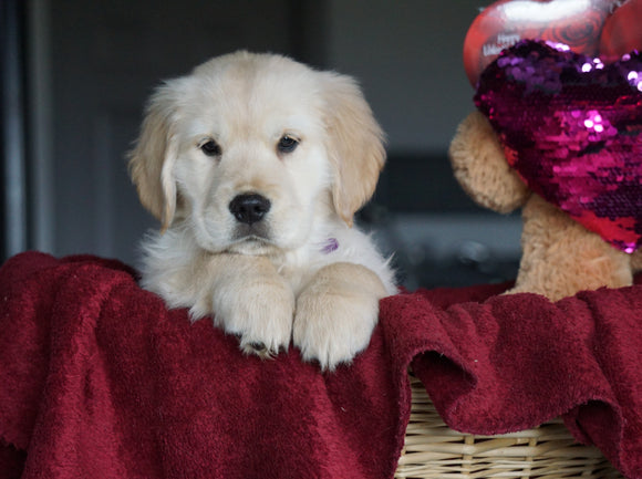 AKC Registered Golden Retrievers For Sale Shreve, OH Female - Carly