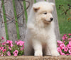 AKC Registered Samoyed Puppy For Sale Holmesville, OH Female- Sadie