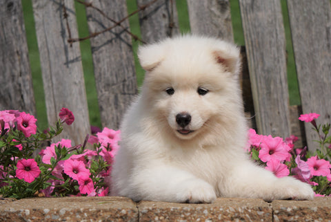 AKC Registered Samoyed Puppy For Sale Holmesville, OH Female- Sadie