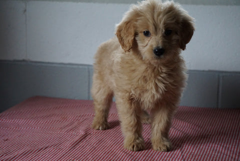Goldendoodle Puppy For Sale Baltic Ohio Female Plum