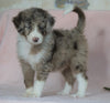 Aussiedoodle For Sale Baltic, OH Female- Karla