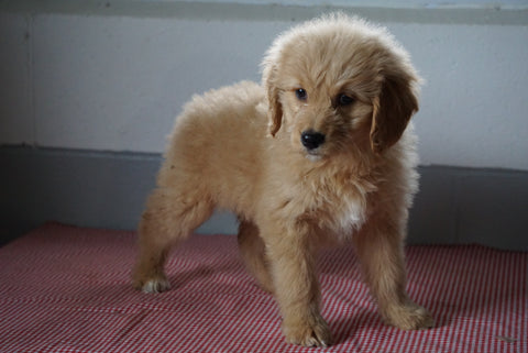 Goldendoodle Puppy For Sale Baltic Ohio Female Molly