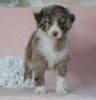 Aussiedoodle For Sale Baltic, OH Female- Karla