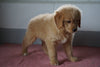 Goldendoodle Puppy For Sale Baltic Ohio Female Molly