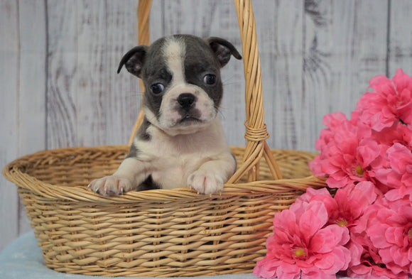 AKC Registered Boston Terrier For Sale Warsaw, OH Female- Princess