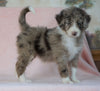 Aussiedoodle For Sale Baltic, OH Female- Karla