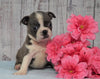 AKC Registered Boston Terrier For Sale Warsaw, OH Female- Princess