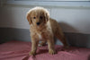 Goldendoodle Puppy For Sale Baltic Ohio Female Molly