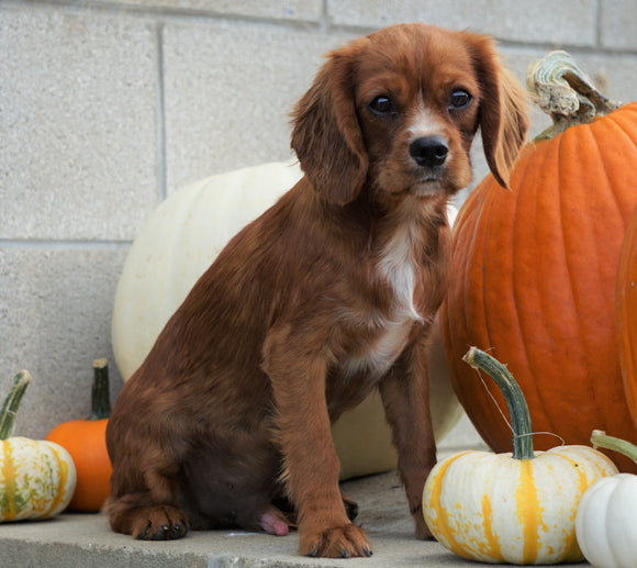 Cavalier King Charles Spaniel For Sale Wooster, OH Male- Roscoe