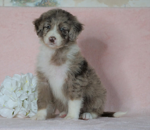 Aussiedoodle For Sale Baltic, OH Female- Karla