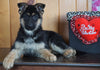 AKC Registered German Shepherd For Sale Baltic, OH Female - Angela